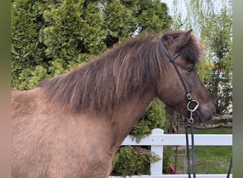 Icelandic Horse, Gelding, 8 years, 14.1 hh, Black
