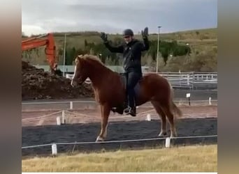 Icelandic Horse, Gelding, 8 years, 14.1 hh, Chestnut-Red