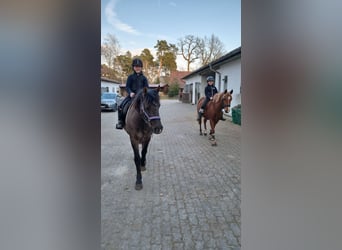 Icelandic Horse Mix, Gelding, 8 years, 14,2 hh, Black