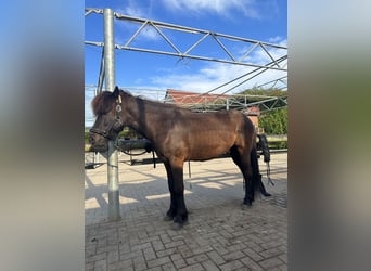Icelandic Horse, Gelding, 8 years, 14 hh, Bay-Dark