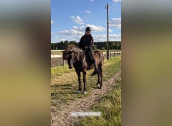 Icelandic Horse, Gelding, 8 years, 14 hh, Bay-Dark