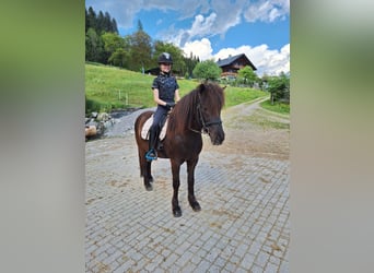 Icelandic Horse, Gelding, 8 years, 14 hh, Black