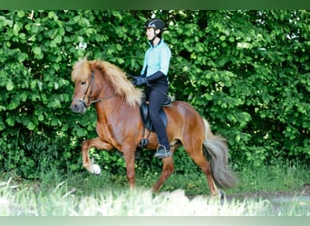 Icelandic Horse, Gelding, 8 years, 14 hh, Chestnut-Red