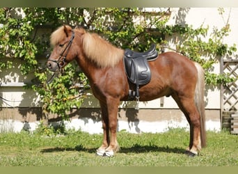 Icelandic Horse, Gelding, 8 years, 14 hh, Chestnut-Red