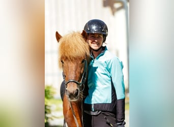 Icelandic Horse, Gelding, 8 years, 14 hh, Chestnut-Red