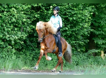 Icelandic Horse, Gelding, 8 years, 14 hh, Chestnut-Red