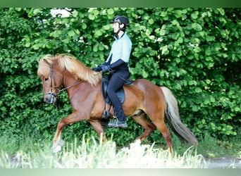 Icelandic Horse, Gelding, 8 years, 14 hh, Chestnut-Red