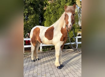 Icelandic Horse, Gelding, 8 years, 14 hh, Pinto