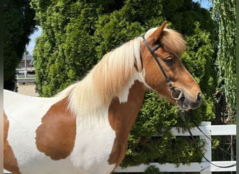 Icelandic Horse, Gelding, 8 years, 14 hh, Pinto
