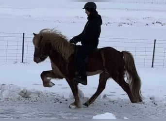 Icelandic Horse, Gelding, 8 years, 14,1 hh, Chestnut-Red
