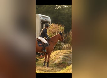 Icelandic Horse, Gelding, 8 years, 16 hh, Chestnut-Red