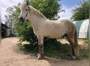 Icelandic Horse, Gelding, 8 years, Gray