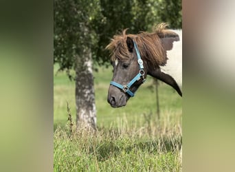 Icelandic Horse, Gelding, 9 years, 12,3 hh, Pinto