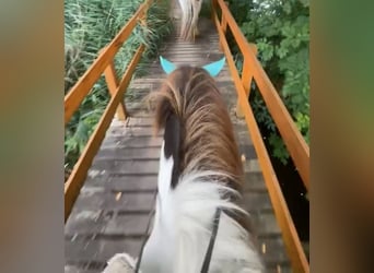 Icelandic Horse, Gelding, 9 years, 12,3 hh, Pinto