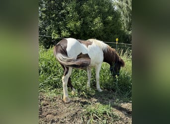 Icelandic Horse, Gelding, 9 years, 12,3 hh, Pinto
