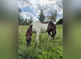 Icelandic Horse, Gelding, 9 years, 12,3 hh, Pinto