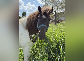 Icelandic Horse, Gelding, 9 years, 12,3 hh, Pinto