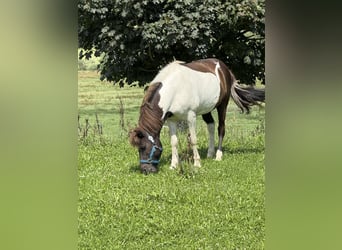 Icelandic Horse, Gelding, 9 years, 12,3 hh, Pinto