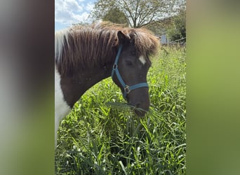 Icelandic Horse, Gelding, 9 years, 12,3 hh, Pinto
