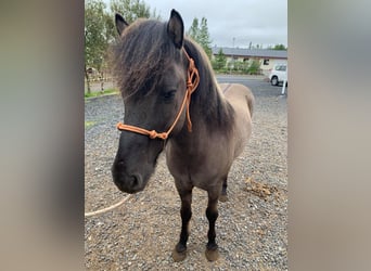 Icelandic Horse, Gelding, 9 years, 13.2 hh, Grullo