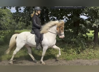 Islandpferd, Wallach, 9 Jahre, 13,2 hh, Schecke