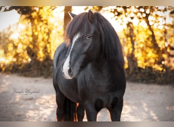 Icelandic Horse, Gelding, 9 years, 13.2 hh, Smoky-Black