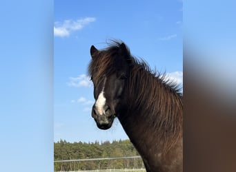 Icelandic Horse, Gelding, 9 years, 13.2 hh, Smoky-Black