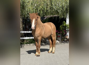 Icelandic Horse, Gelding, 9 years, 13.3 hh, Chestnut-Red
