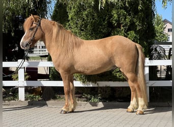 Icelandic Horse, Gelding, 9 years, 13.3 hh, Chestnut-Red