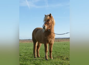 Icelandic Horse, Gelding, 9 years, 13.3 hh, Dun