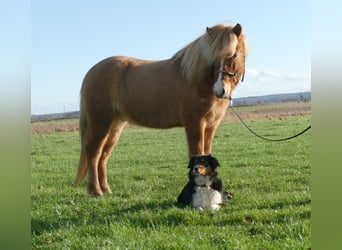 Icelandic Horse, Gelding, 9 years, 13.3 hh, Dun