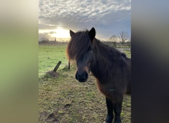 Icelandic Horse, Gelding, 9 years, 13,2 hh, Brown