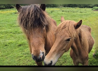 Icelandic Horse, Gelding, 9 years, 13,3 hh, Bay-Dark