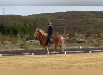 Icelandic Horse, Gelding, 9 years, 14.1 hh, Chestnut-Red