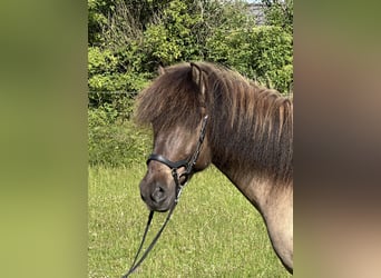 Icelandic Horse, Gelding, 9 years, 14.1 hh, Dun