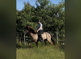 Icelandic Horse, Gelding, 9 years, 14.1 hh, Dun