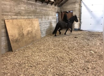 Icelandic Horse, Gelding, 9 years, 14.2 hh, Black
