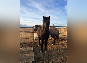 Icelandic Horse, Gelding, 9 years, 14.2 hh, Black
