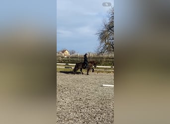 Icelandic Horse, Gelding, 9 years, 14 hh, Black