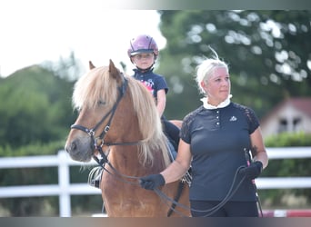 Icelandic Horse, Gelding, 9 years, 14 hh, Chestnut-Red