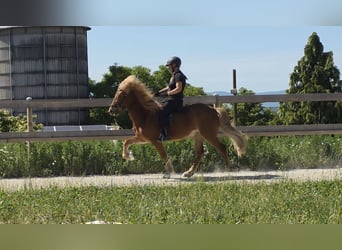Icelandic Horse, Gelding, 9 years, 14 hh, Chestnut-Red