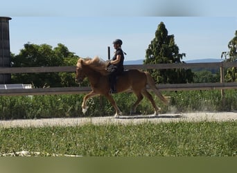 Icelandic Horse, Gelding, 9 years, 14 hh, Chestnut-Red