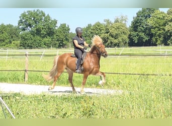 Icelandic Horse, Gelding, 9 years, 14 hh, Chestnut-Red
