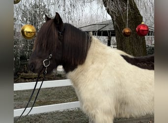 Icelandic Horse, Gelding, 9 years, 14,1 hh, Pinto