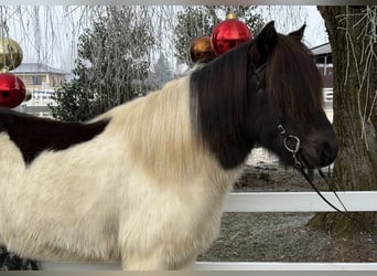 Icelandic Horse, Gelding, 9 years, 14,1 hh, Pinto