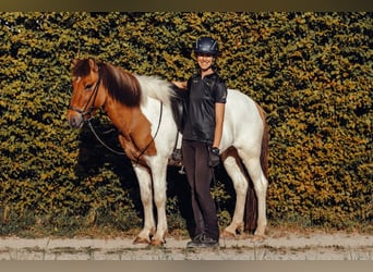 Icelandic Horse, Gelding, 9 years, 14,2 hh, Pinto