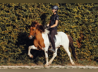 Icelandic Horse, Gelding, 9 years, 14,2 hh, Pinto