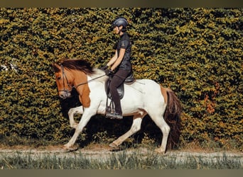 Icelandic Horse, Gelding, 9 years, 14,2 hh, Pinto