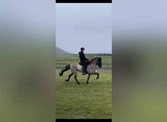 Icelandic Horse, Gelding, 9 years, 15 hh, Gray-Blue-Tan