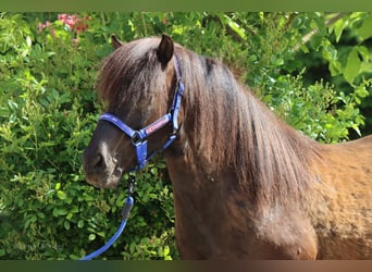 Icelandic Horse, Gelding, 9 years, Black